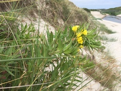 Oenothera oakesiana