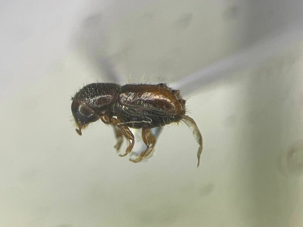 Chestnut-brown Bark Beetle