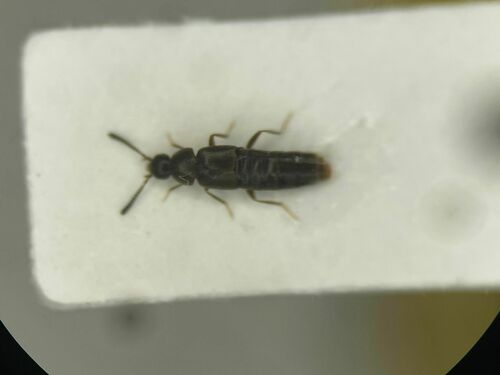 Oxypoda amica