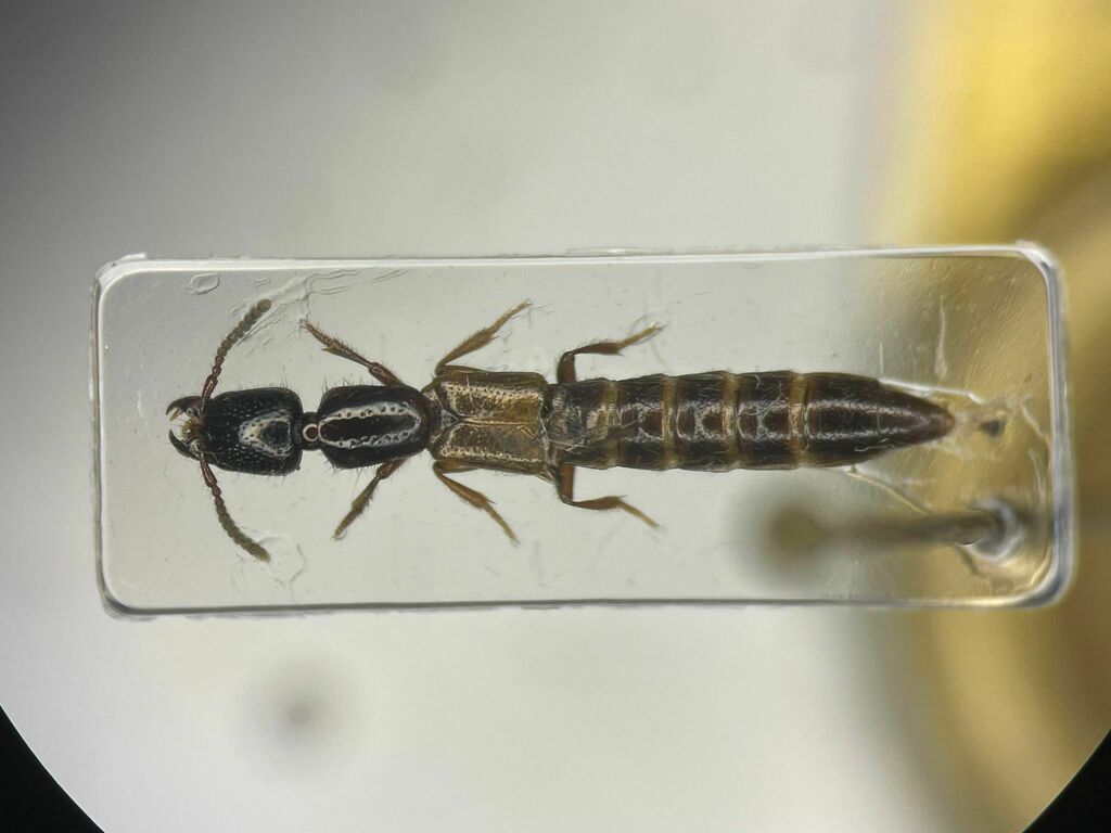 Ed Becker's Rove Beetle