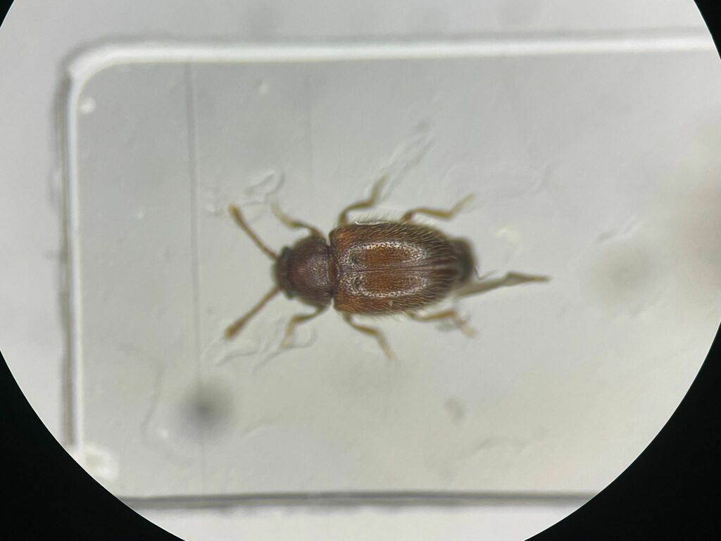 Henoticus pilifer