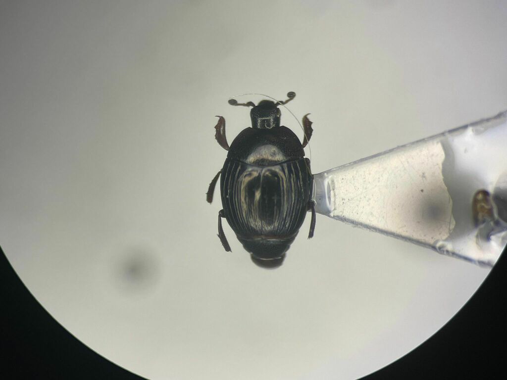Xestipyge geminatum