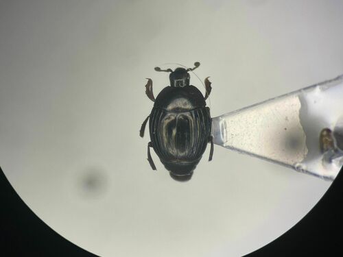 Xestipyge geminatum