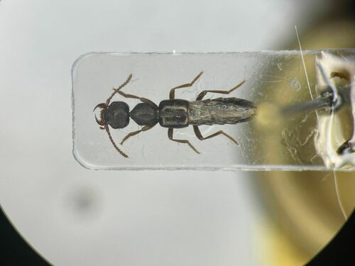 Staph beetle