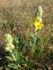 Verbascum ovalifolium