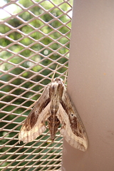 Hippotion velox