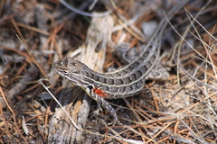 Sceloporus scalaris