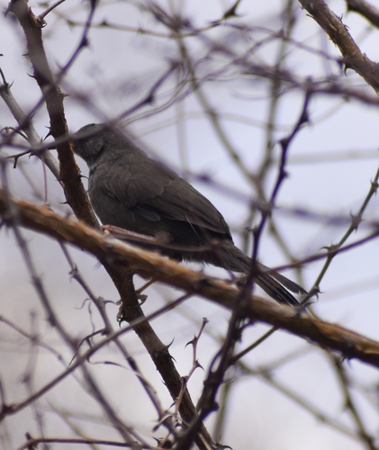 Grey Wren-Warbler (Calamonastes simplex), photo 8