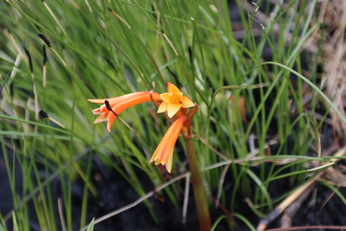 Cyrtanthus welwitschii