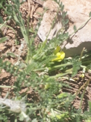 Astragalus pinetorum