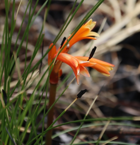 Cyrtanthus welwitschii
