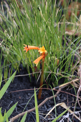 Cyrtanthus welwitschii