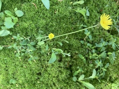 Pilosella flagellaris