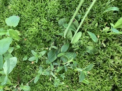 Pilosella flagellaris