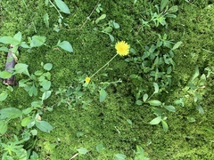 Pilosella flagellaris