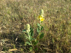 Verbascum ovalifolium
