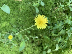 Pilosella flagellaris