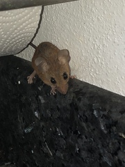 Peromyscus yucatanicus