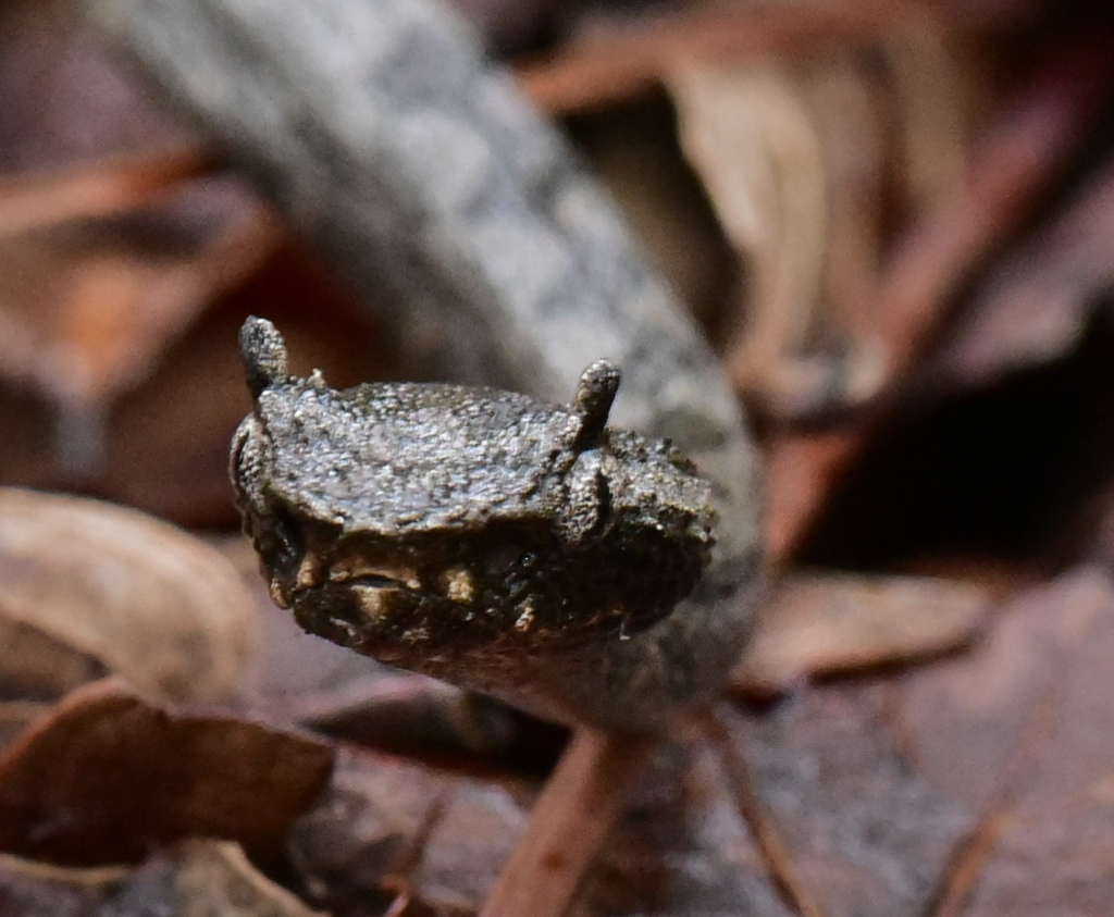 Mexican Horned Pit Viper