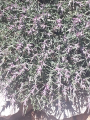 Noaea hermonis