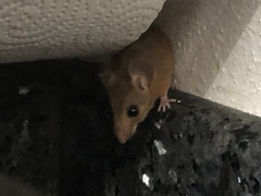 Peromyscus yucatanicus