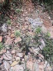 Cousinia hermonis