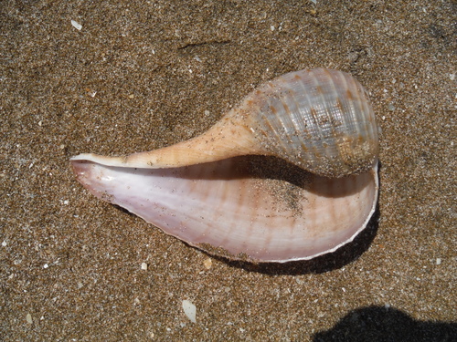 Atlantic Fig Snail