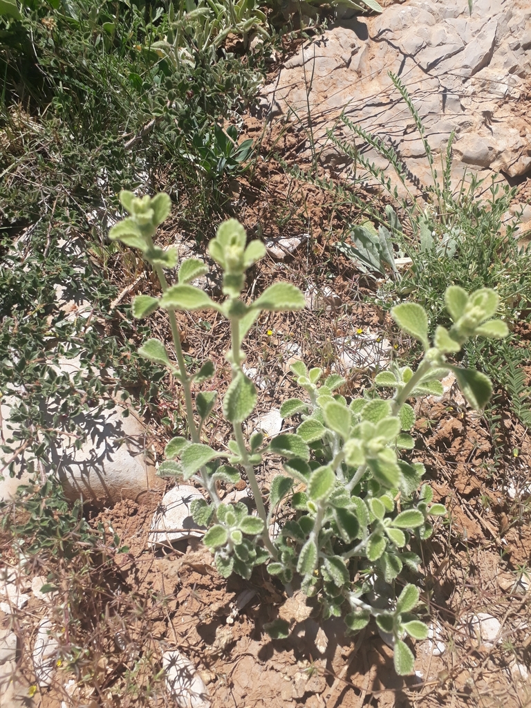 Marrubium cuneatum