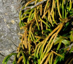 Phlegmariurus gnidioides