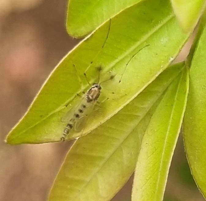 Goeldichironomus pictus