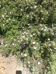 Rosa pulverulenta