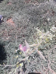Anchonium billardierei