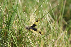 Libelloides longicornis