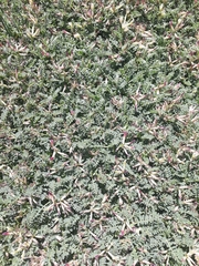 Astragalus angustifolius