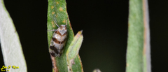 Reptalus quadricinctus