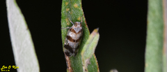 Reptalus quadricinctus