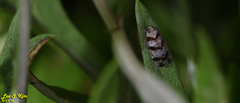 Reptalus quadricinctus
