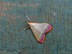 Autocharis hedyphaes