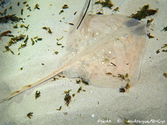 Starry Ray photo 3