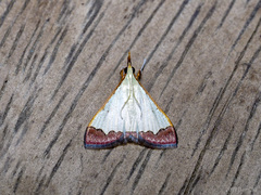 Autocharis hedyphaes