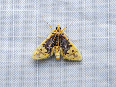 Conogethes
