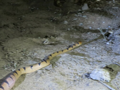 Common Tiger Snake