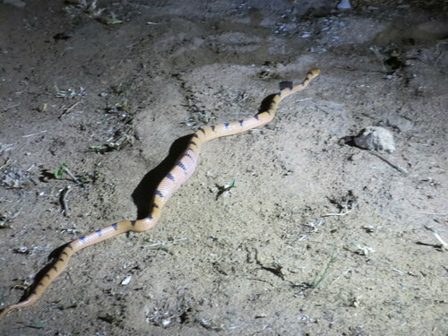 Common Tiger Snake