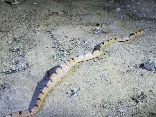 Common Tiger Snake