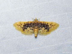 Conogethes
