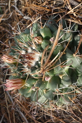 Mammillaria uncinata