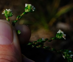 Lachnaea ericoides