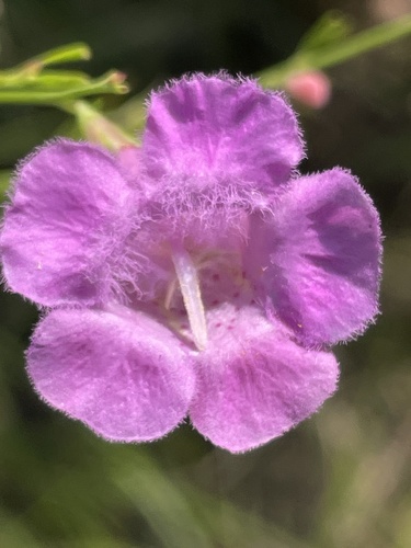 Image of Agalinis fasciculata by no rights reserved