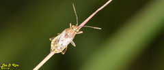 Stictopleurus minutus