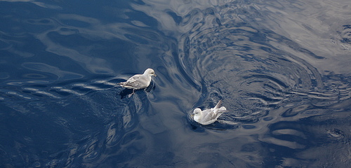 Fulmar boréal